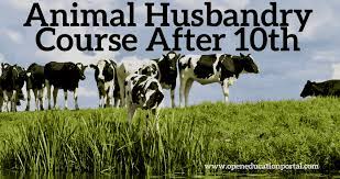 DIPLOMA IN ANIMAL HUSBANDRY